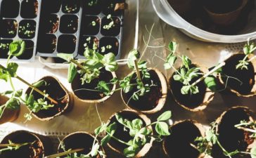 plantjes voor in de voortuin