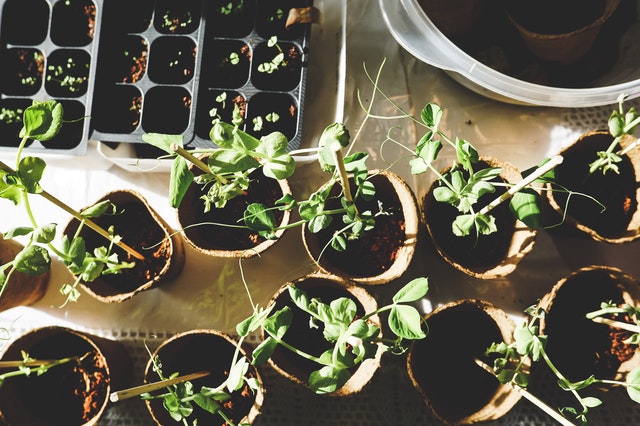 plantjes voor in de voortuin