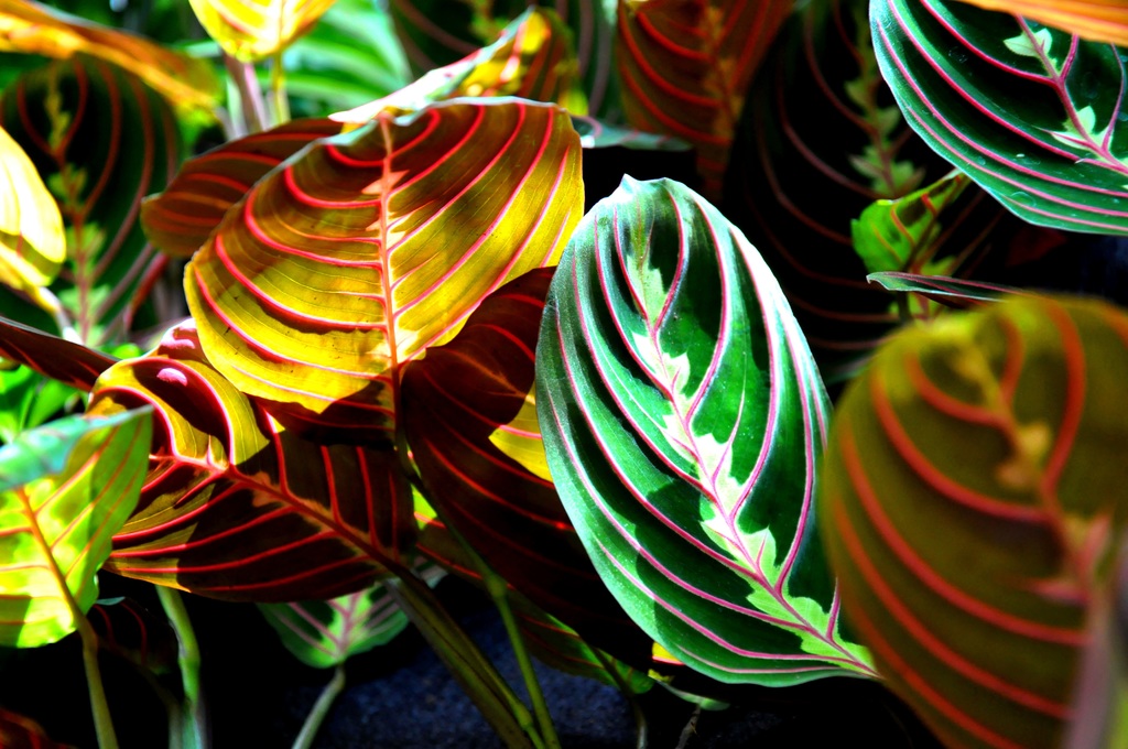 De mooiste grote kamerplante