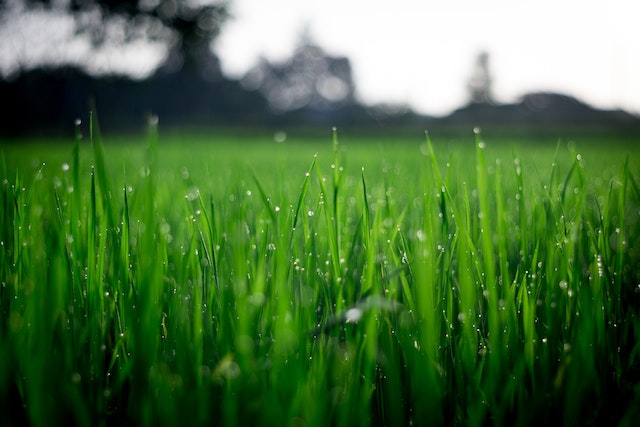 Waterbehoefte: dorstige soorten versus droogtetolerant